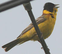 Black-headed Bunting