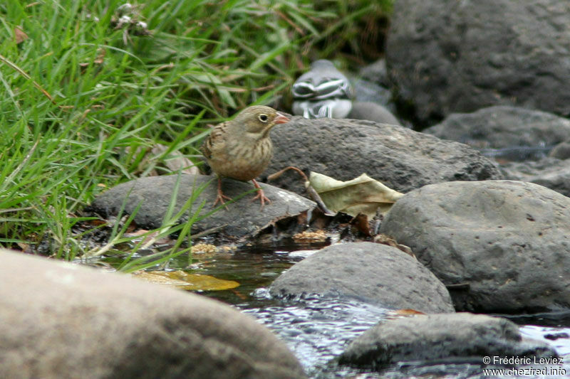 Ortolan Buntingadult