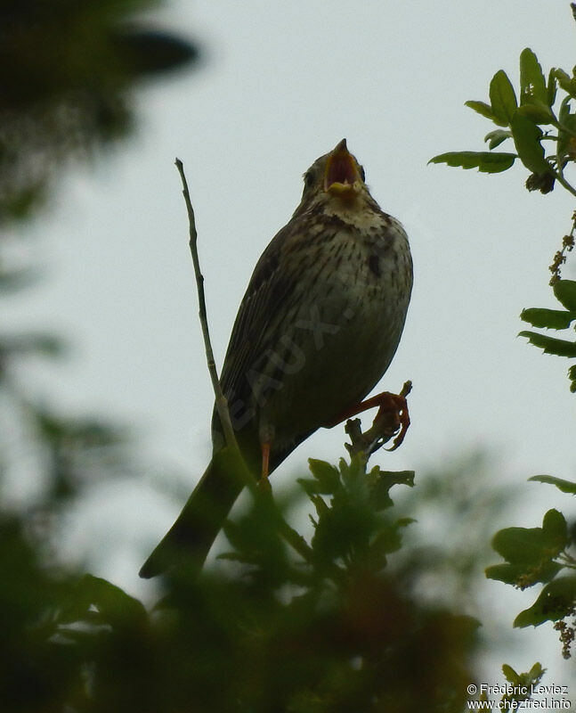 Corn Buntingadult, identification, close-up portrait, song