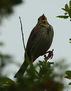 Corn Bunting