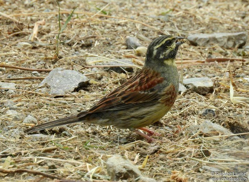 Bruant zizi mâle adulte, identification, portrait, mange