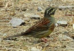 Cirl Bunting