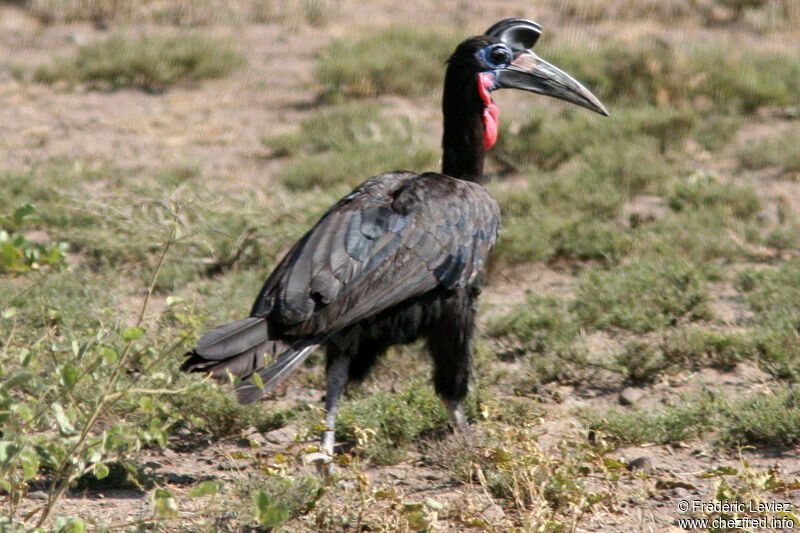 Abyssinian Ground Hornbill male adult