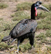 Abyssinian Ground Hornbill