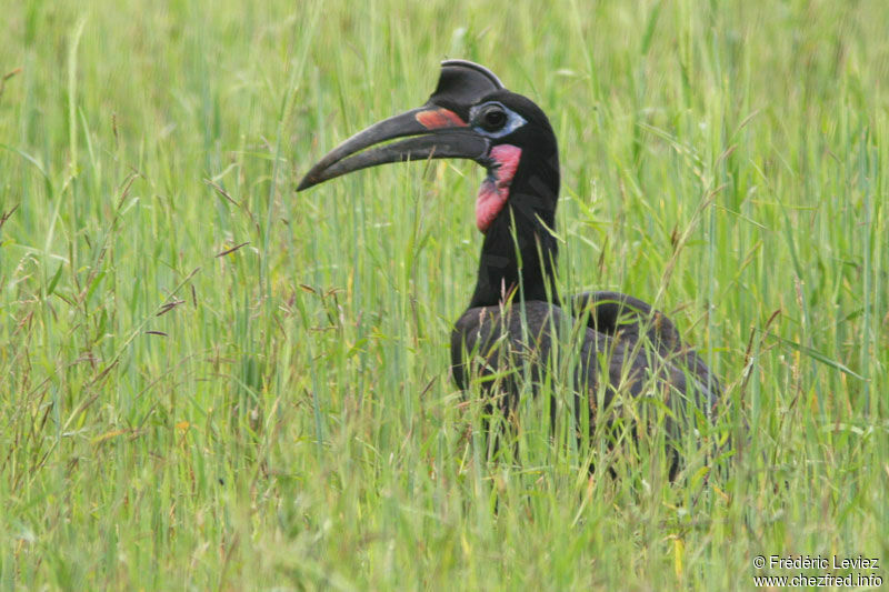 Abyssinian Ground Hornbill male adult