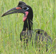 Abyssinian Ground Hornbill