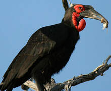 Southern Ground Hornbill