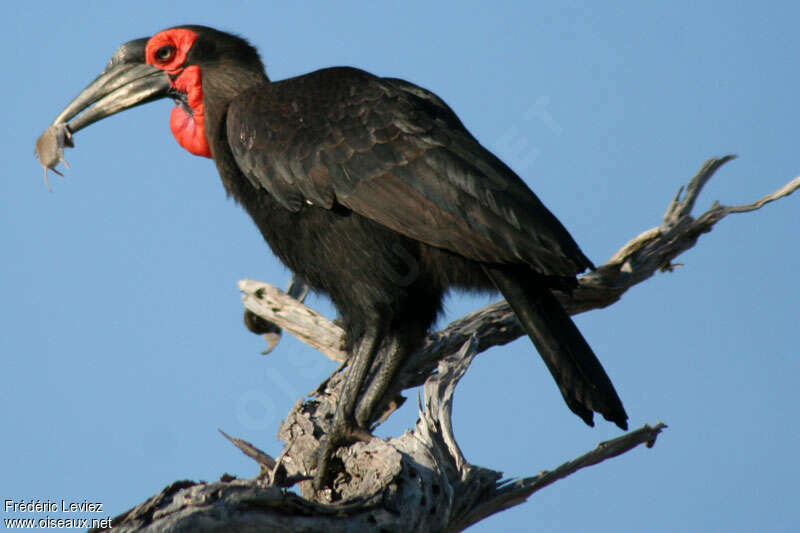 Southern Ground Hornbill female adult, feeding habits