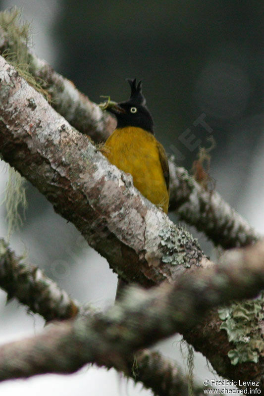 Bulbul à huppe noire, identification