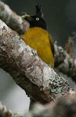 Bulbul à huppe noire