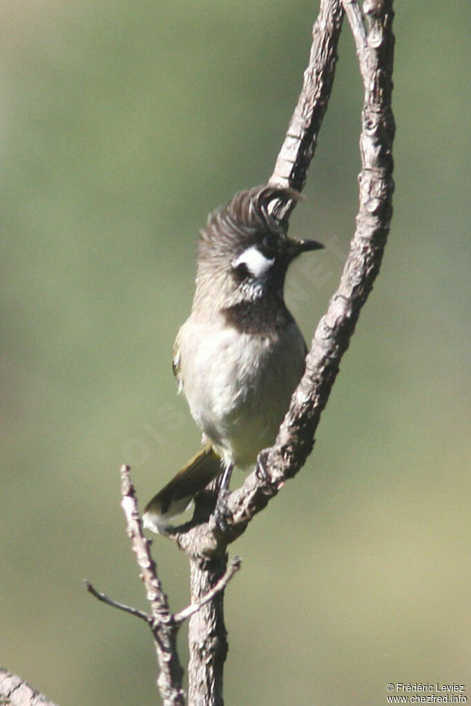 Bulbul à joues blanchesadulte, identification