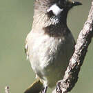 Bulbul à joues blanches