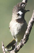 Bulbul à joues blanches