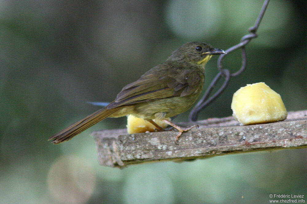 Bulbul à moustaches jaunesadulte, identification