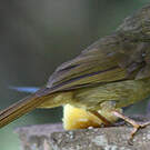 Bulbul à moustaches jaunes