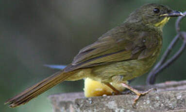 Bulbul à moustaches jaunes