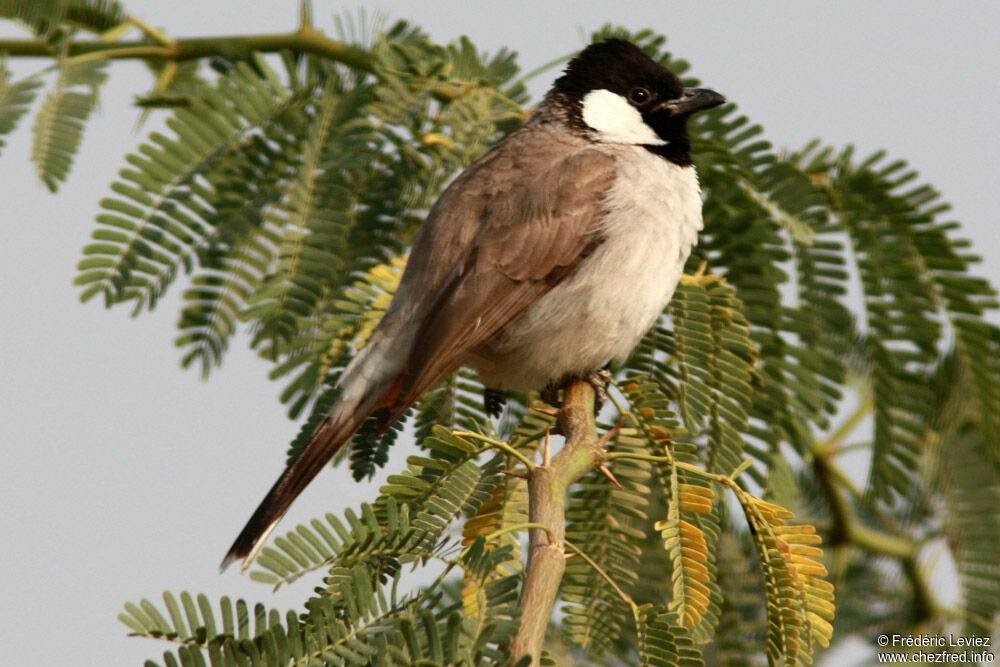 White-eared Bulbuladult, identification