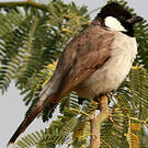 Bulbul à oreillons blancs