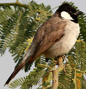 Bulbul à oreillons blancs