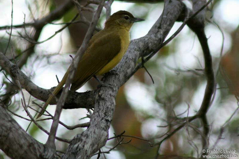 Bulbul à poitrine jauneadulte