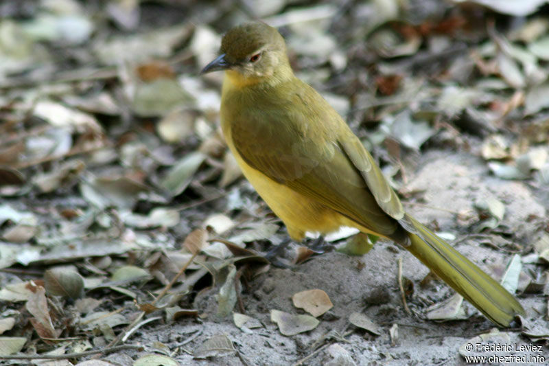 Bulbul à poitrine jauneadulte