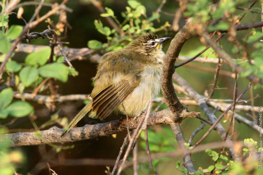 Bulbul à sourcils blancs, identification