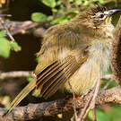 Bulbul à sourcils blancs