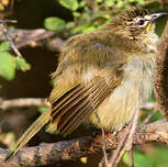 Bulbul à sourcils blancs