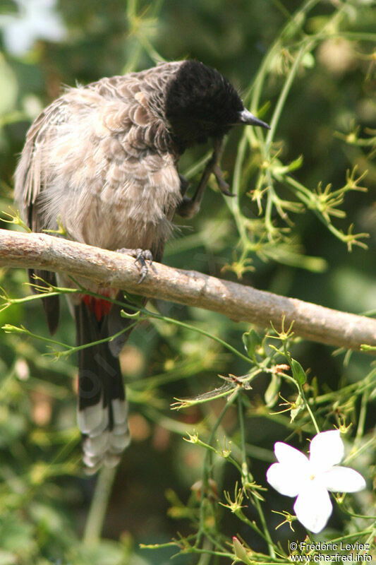 Red-vented Bulbuladult