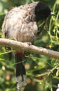 Red-vented Bulbul