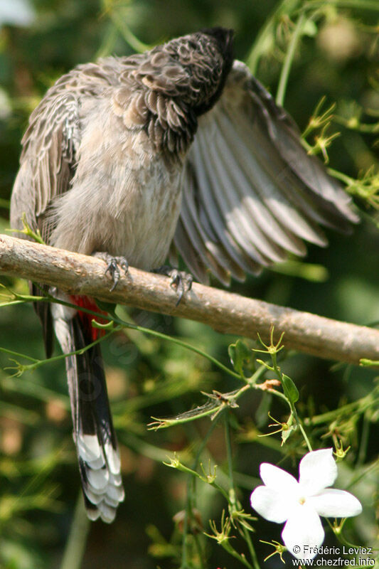 Bulbul à ventre rougeadulte