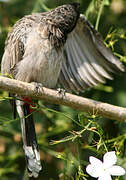 Bulbul à ventre rouge