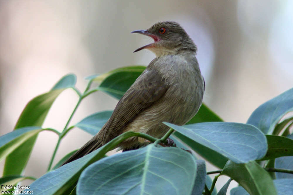 Bulbul aux yeux rouges, identification