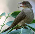 Bulbul aux yeux rouges