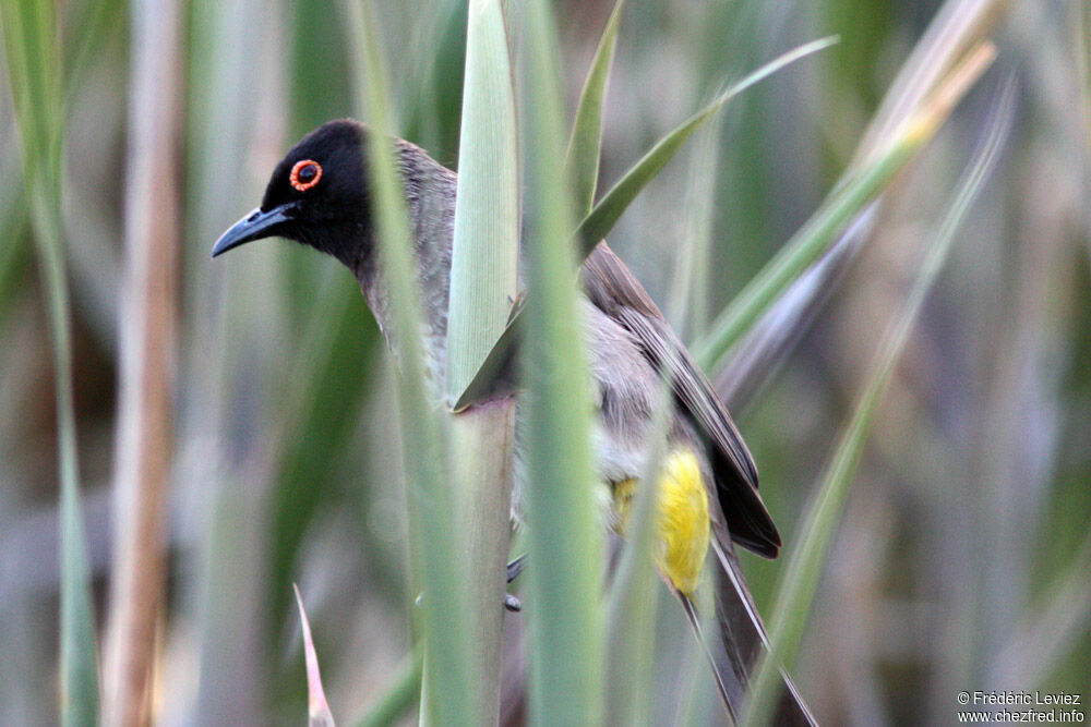 African Red-eyed Bulbuladult, identification