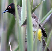 African Red-eyed Bulbul