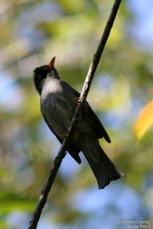 Bulbul de Madagascaradulte