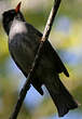 Bulbul de Madagascar