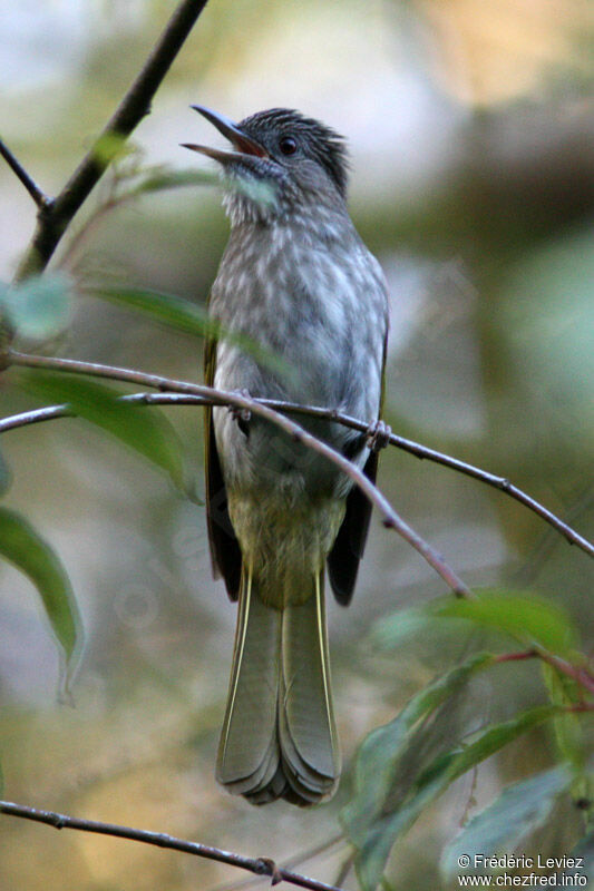 Mountain Bulbul, identification