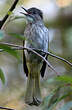 Bulbul de McClelland