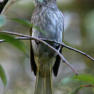 Bulbul de McClelland
