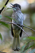 Mountain Bulbul