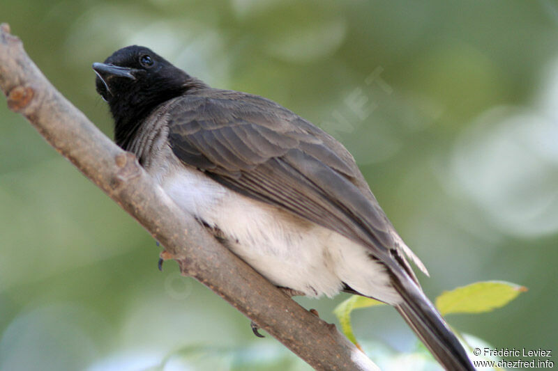 Bulbul des jardinsadulte