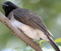 Bulbul des jardins