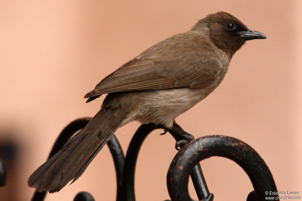 Bulbul des jardinsadulte, identification