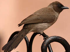 Bulbul des jardins