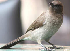 Common Bulbul