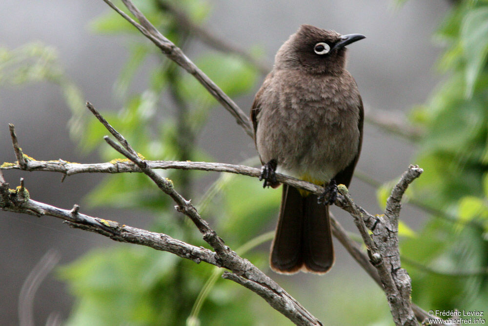 Bulbul du Capadulte, identification