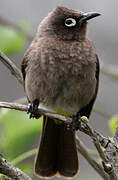 Bulbul du Cap