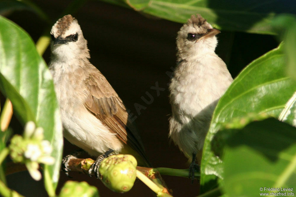 Yellow-vented Bulbul